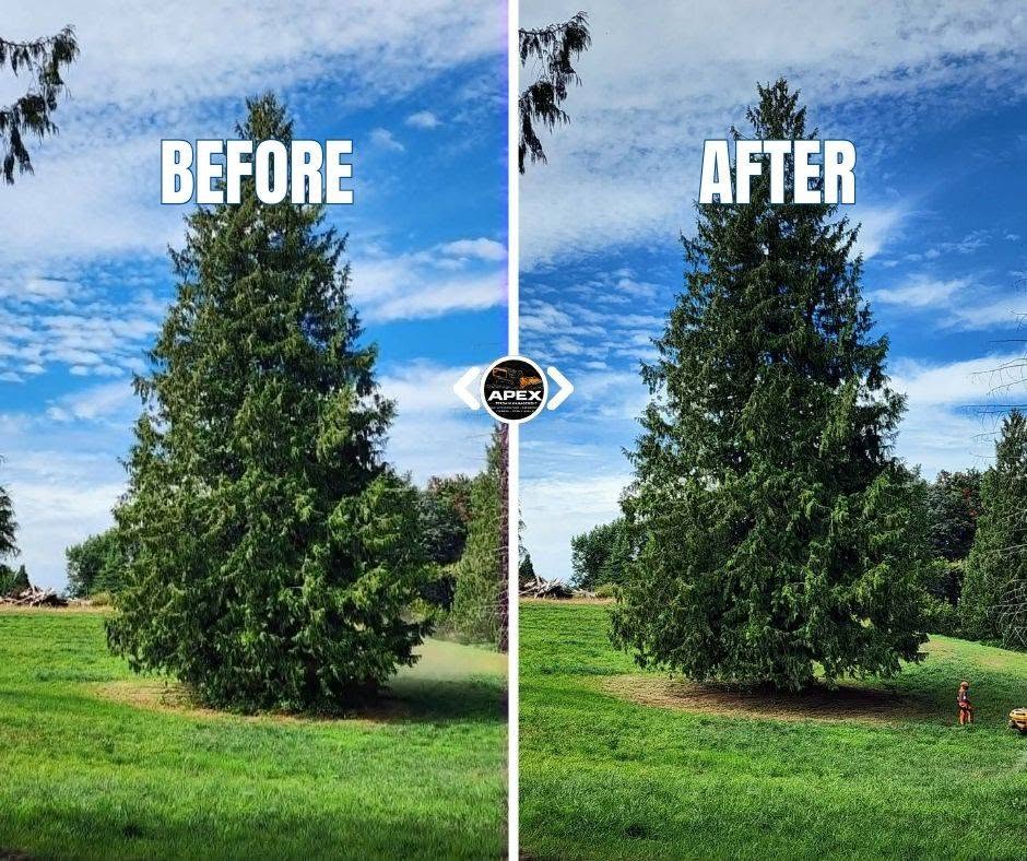 Before and after tree maintenance project